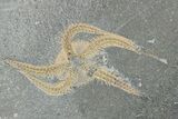 Two Ordovician Brittle Stars (Ophiura) - Morocco #290619-1